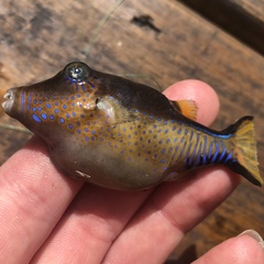 Canthigaster rostrata
