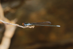 Pseudagrion ignifer