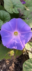 Ipomoea mitchelliae