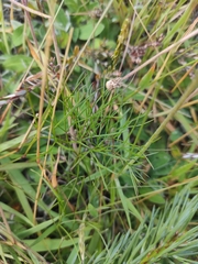 Anisotome filifolia