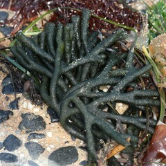 Codium