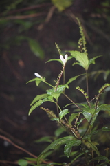 Spigelia palmeri