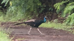 Pavo cristatus × muticus