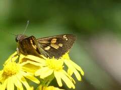 Trapezites phigalioides