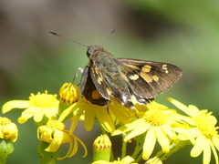 Trapezites phigalioides