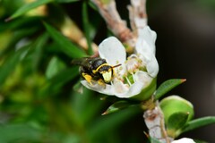 Hylaeus euxanthus