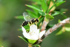 Hylaeus euxanthus