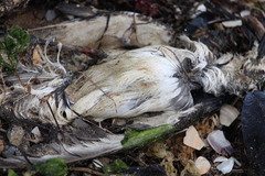 Aves