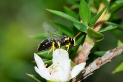 Hylaeus euxanthus