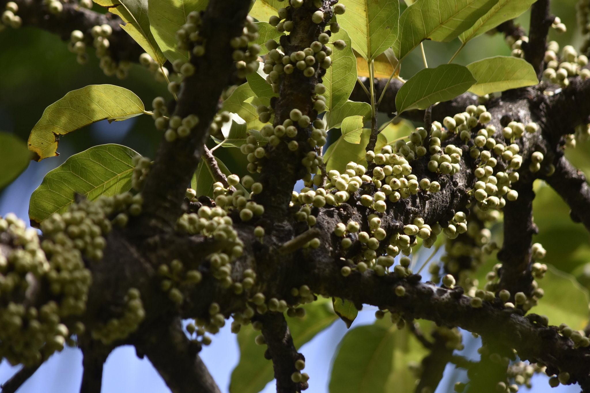 Ficus caulocarpa (Ficus caulocarpa)