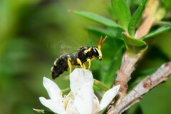 Hylaeus euxanthus