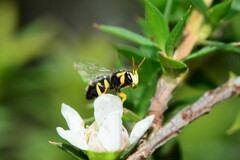 Hylaeus euxanthus