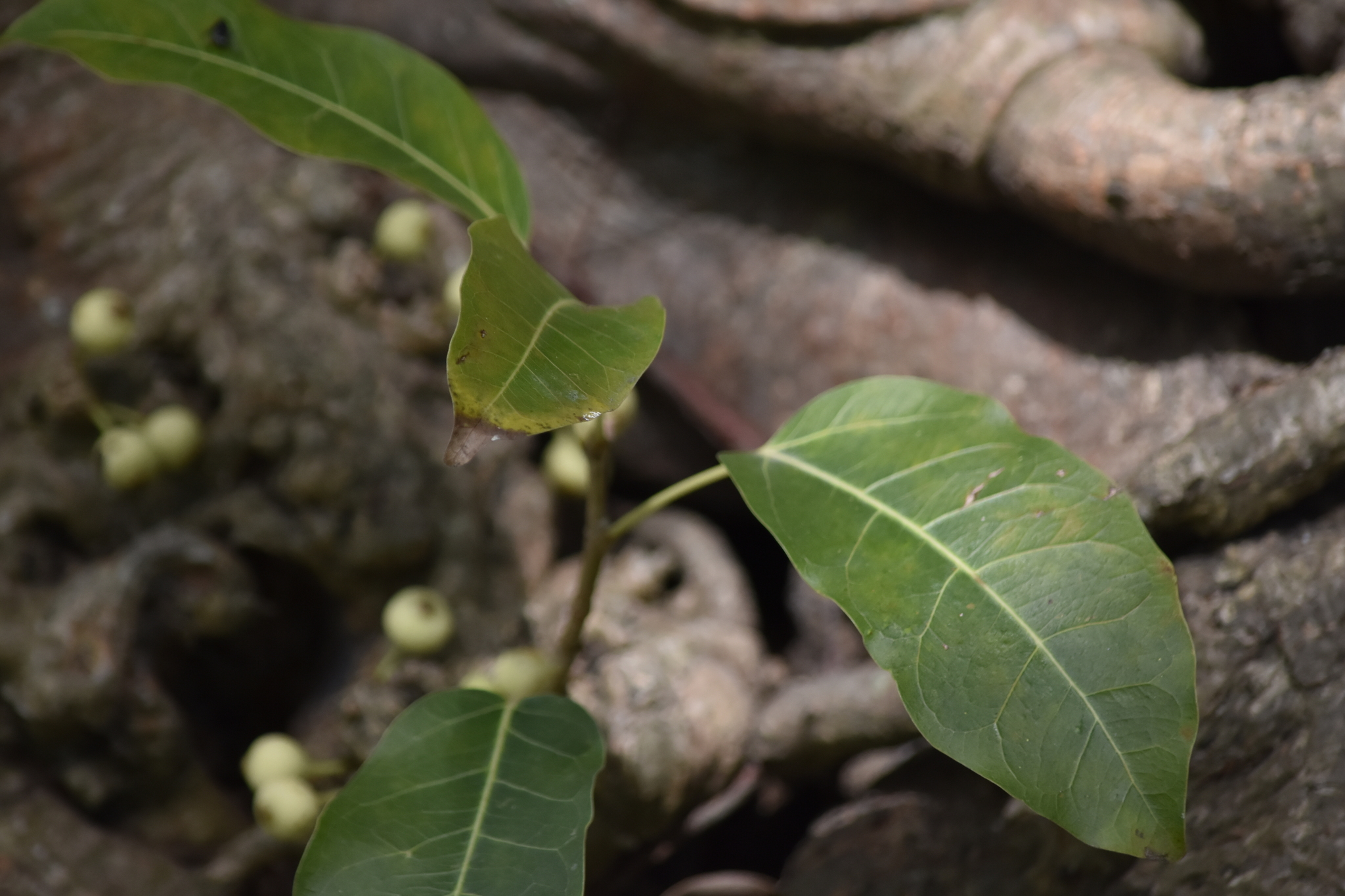Ficus caulocarpa — ảnh 3
