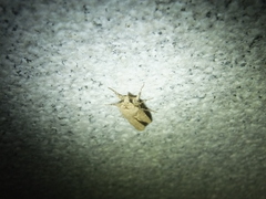 Agrotis segetum