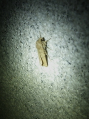 Agrotis segetum
