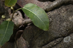 Ficus caulocarpa