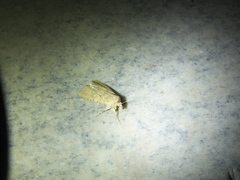 Agrotis segetum
