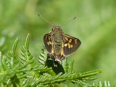 Trapezites phigalioides
