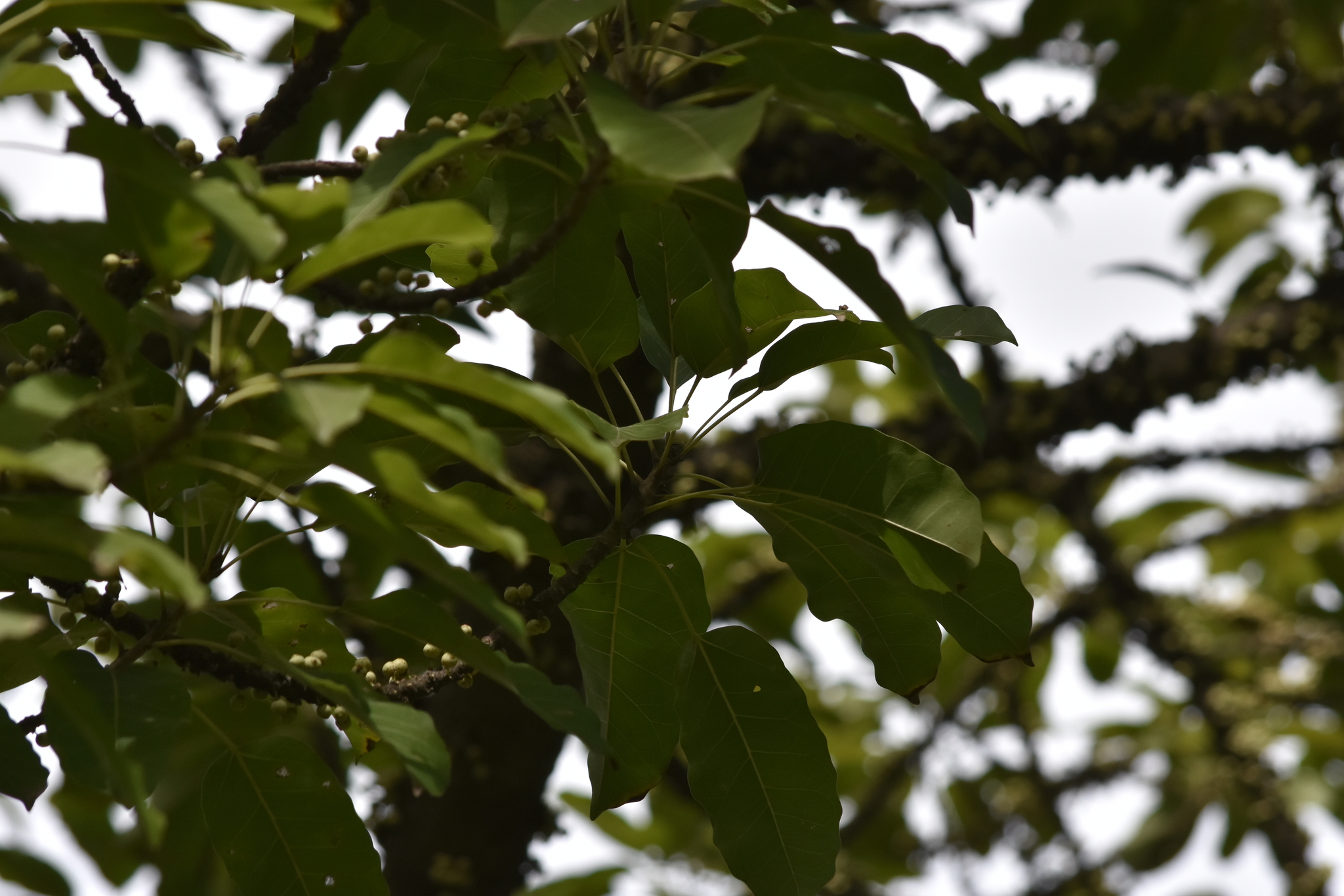 Ficus caulocarpa — ảnh 2