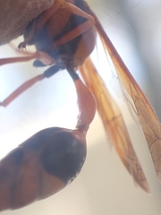 Delta bicinctum