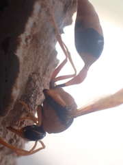 Delta bicinctum