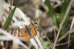 Phyciodes pulchella