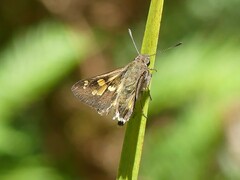 Trapezites phigalioides
