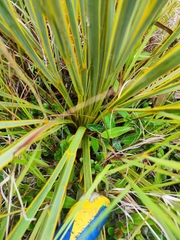 Aciphylla