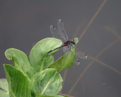 Leucorrhinia orientalis