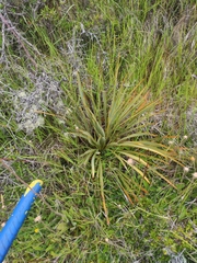 Aciphylla