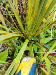 Aciphylla