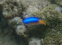 Pomacentrus auriventris