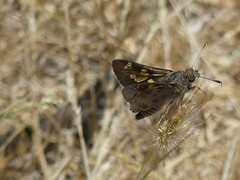 Trapezites phigalioides