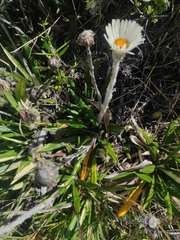 Celmisia spectabilis spectabilis