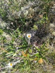 Celmisia spectabilis spectabilis