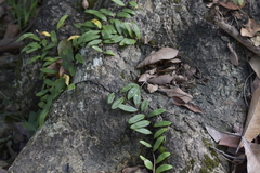 Pyrrosia