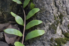 Pyrrosia