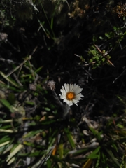 Celmisia spectabilis spectabilis