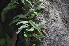 Pyrrosia