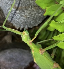 Podacanthus viridiroseus