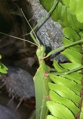 Podacanthus viridiroseus