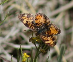 Phyciodes pulchella