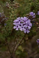 Junellia juniperina
