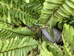 Podacanthus viridiroseus