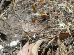 Trapezites phigalioides