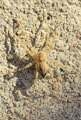 Allocosa