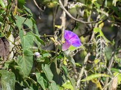 Ipomoea orizabensis austromexicana