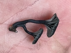 Arrhenia chlorocyanea