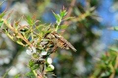 Scaptia maculiventris