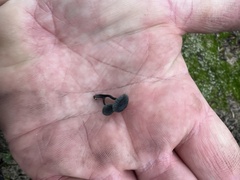 Arrhenia chlorocyanea